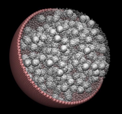 CAPTION A visualization of one of the model cells simulated by researchers at the Georgia Institute of Technology in their study of macromolecule confinement in cells.