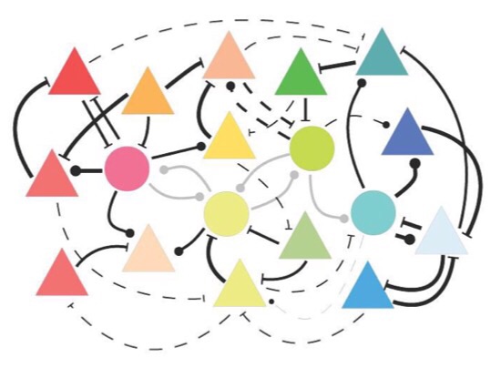 CAPTION The connections between nerve cells that react to similar stimuli are strengthened as they gain visual experience (thick lines), while other connections are weakened (thin lines).