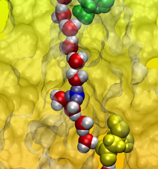 Proton permeation through flagellar motor stator complex MotA/B Based on the model of the three-dimensional structure of MotA/B identified in this research, protons can permeate through the gate (green) of the motor by diffusion of hydronium ions (blue), which induces the formation of a water wire (red and white) that may mediate the proton transfer to the proton binding site (yellow). © 2015 Yasutaka Nishihara and Akio Kitao.