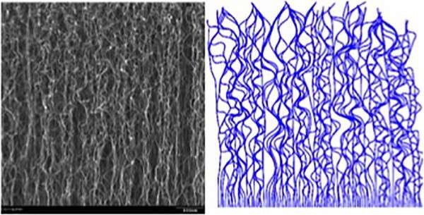 On the left is a scanning electron micrograph of a carbon nanotube forest. The figure on the right is a numerically simulated CNT forest. Credit: Matt Maschmann