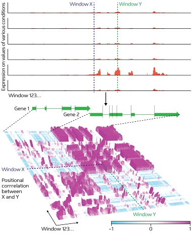 Figure 1: From next generation sequencer expression data for two genes (green), expressed in different plant tissues and conditions, the ARTADE2 computational algorithm produces more accurate representations of RNA molecule reconstructions (bottom) than the pre-processed transcriptional expression level indications shown in red (top). Unclear representations of the genes (top left), for example, are visible after applying ARTADE2 (bottom left).