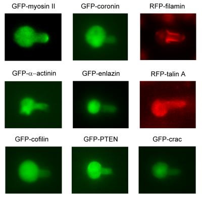 New model shows how Cells' 'molecular muscles' help them sense, respond to their environments