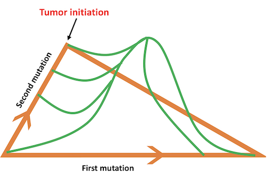 An algorithm developed at Rice identifies and ignores transition pathways that don’t contribute much to the fixation of mutations in a cell that goes on to establish a tumor. Illustration by Hamid Teimouri