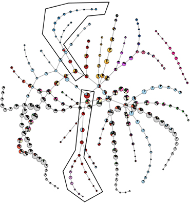 Figure: The branching time for single-cell transcriptome of planarians. The associations of the different cell types to the nodes is reported on a plane with a pie chart for each node. Two branches are highlighted for further analysis (A CC BY 4.0 figure from https://arxiv.org/pdf/1804.07580)