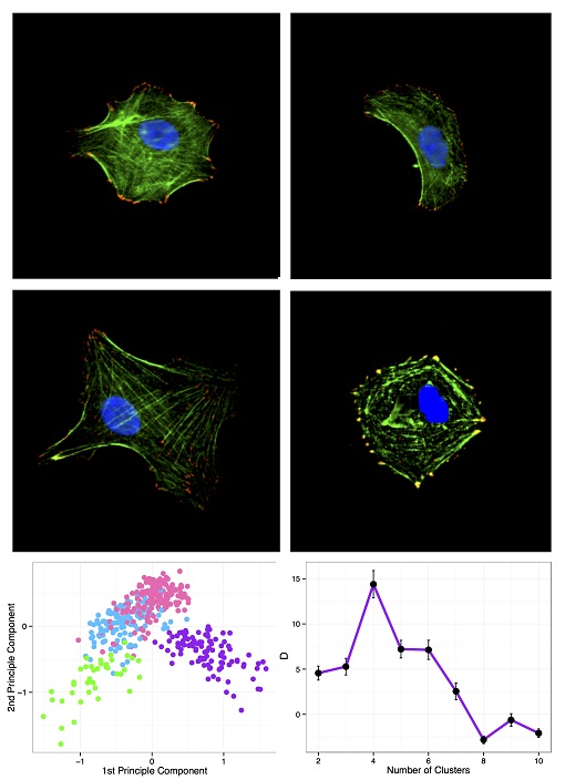 Rice University researchers used their progeny clustering technique to analyze a test data set with 41 characteristics drawn from the 440 cells that fell, roughly, into four shapes. Using those characteristics, the program accurately split the samples into the proper clusters, matching their shapes. The researchers expect their data analysis tool to help clinicians obtain meaningful patient groupings prior to treatment. (Credit: Qutub Systems Biology Lab/Rice University)