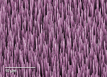 Colorized micrograph of multi-walled carbon nanotubes, each 40 micrometers long, which absorb more than 99.9 percent of the light inside NIST’s prototype fiber-coupled radiometer. Credit: Huang/NanoLab, colorized by Talbott/NIST