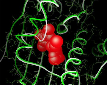 CAPTION The new grant will support the development of computational methods for studying cellular and atomic structures. This example shows modeling protein flexibility with AutoDockFR.