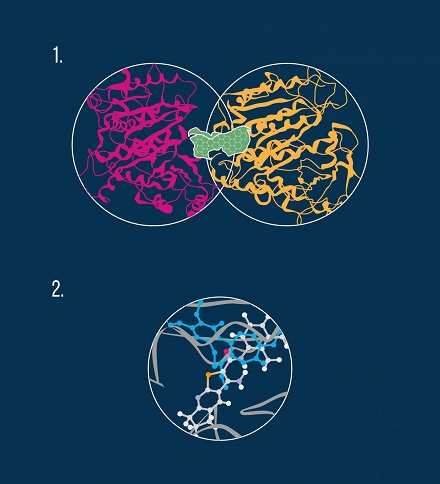 CAPTION 1. This is a tubulin dimer with the colchicine site shown in green 2. This is a a molecule (blue) of the thienopyridine class bound to a tubulin dimer.