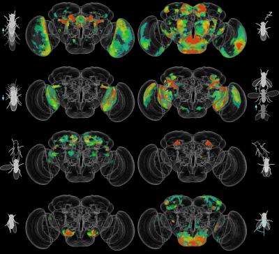 CAPTION Whole-brain maps of the fruit fly reveal neurons involved in certain behaviors, such as (clockwise from top left) walking, stopping, jumping, female chasing, altering wing angle, wing grooming, wing extension, and backing up. Colors represent the degree of correlation between groups of neurons and specific behaviors, from blue (lower correlation) to red (higher correlation). CREDIT Robie et al./Cell 2017