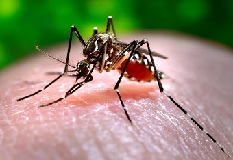 Harvard's Santillana modifies ARGO to analyze Google search data to track dengue in Brazil