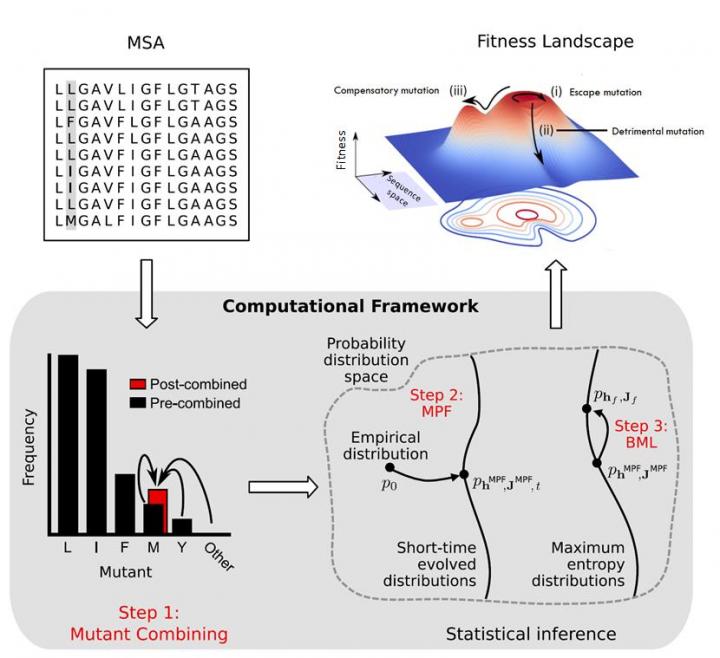 This is a computational method to estimate the fitness landscape of HIV-envelope.