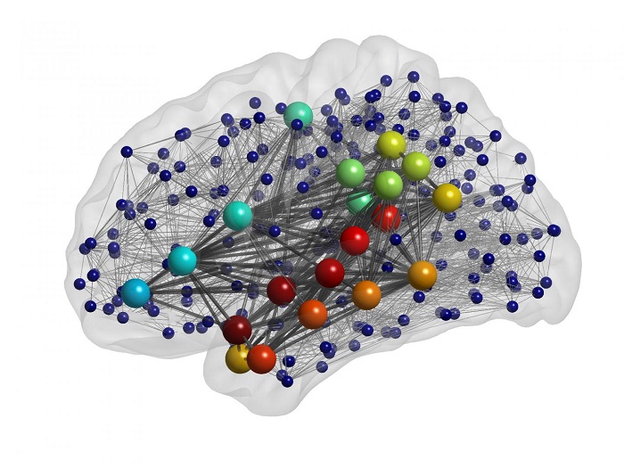 Scientists are using computational models of the brain to simulate how the structure of the brain may impact brain activity and, ultimately, human behavior. The research focuses on interconnectivity, looking at how different regions are linked to and interact with one another (traits that vary between individuals).