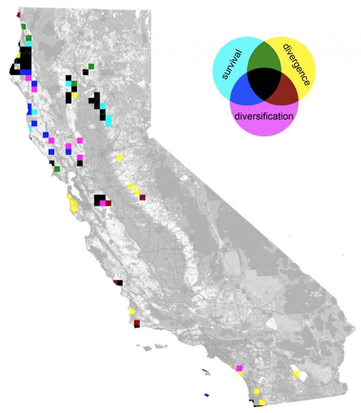 CAPTION The top 50 highest-priority sites for preserving California's native plants under three measures of biodiversity: genetic uniqueness (divergence), historic speciation rate (diversification) and independent evolutionary history (survival). Areas high in all three measures are in black. CREDIT Brent Mishler lab, UC Berkeley CAPTION The top 50 highest-priority sites for preserving California's native plants under three measures of biodiversity: genetic uniqueness (divergence), historic speciation rate (diversification) and independent evolutionary history (survival). Areas high in all three measures are in black. CREDIT Brent Mishler lab, UC Berkeley