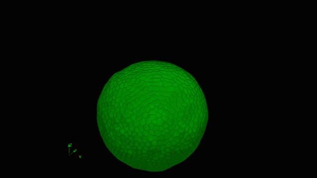 Researchers developed a simulation that shows how cells act during the formation of the optic cup. The results were then validated in the lab.