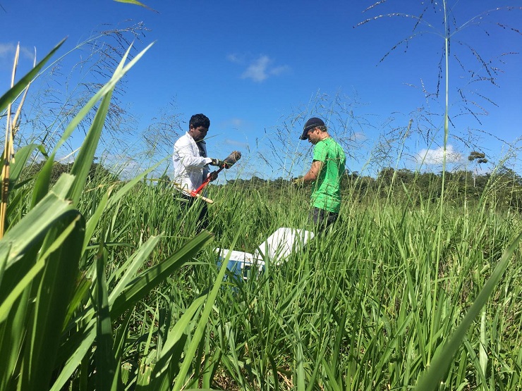 CAPTION The team is currently working with farmers' associations and two research institutes in Brazil to collect and analyze soil samples, with the goal of studying the consequences of this loss of biodiversity.  CREDIT Courtesy of Andre L.C. Franco/Colorado State University