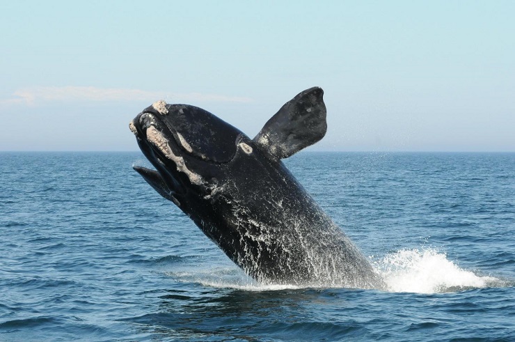 A North Atlantic right whale breaches in the Bay of Fundy. New research shows that rapid warming in the Gulf of Maine's depths is changing food availability and increasing risk to these whales -- one of the world's most endangered animals.