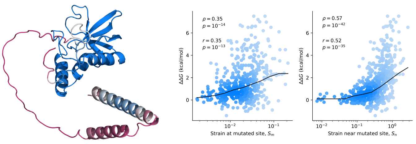 Figure 1. A: The structure of Thermonuclease from Staphylococcus aureus was predicted by AlphaFold2. The change in stability upon mutation, ∆∆G (positive values indicate destabilization), is plotted as a function of effective strain measured at the mutated site, and in a spherical region near the mutated site, for 491 mutants. The black line represents the median. Statistical correlations are displayed for Pearson’s r and Spearman’s ρ.