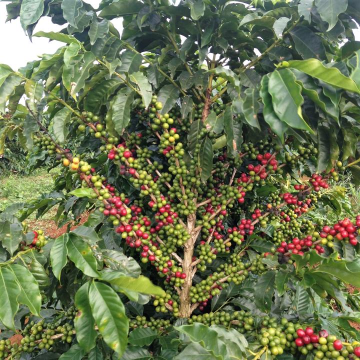 CAPTION This coffee bean plant of the cultivar 'Catigua' in its high production year. Catigua is one of the most commercially-grown cultivars in Brazil.  CREDIT César Elias Botelho