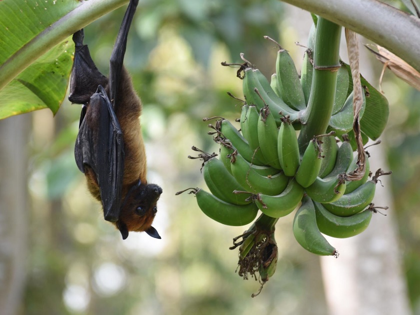 CAPTION Indian flying fox roosting near bananas.  CREDIT Rajib Islam