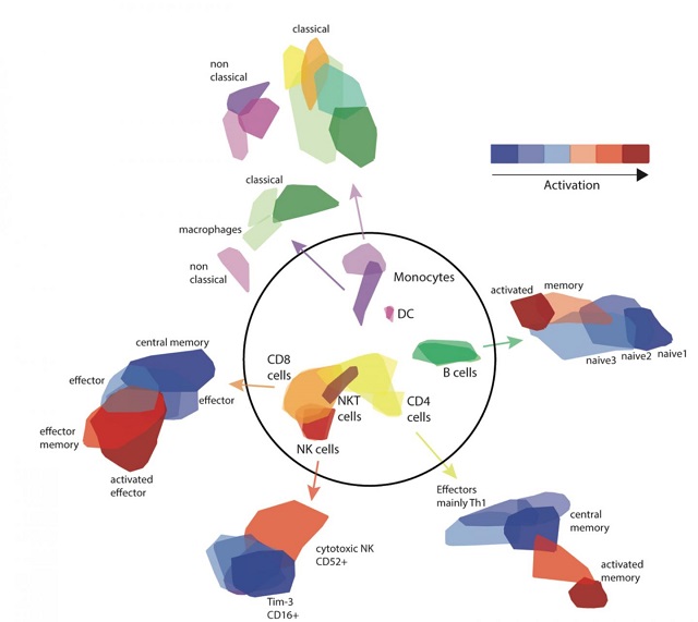 The repertoire of immune cells taken from blood samples after exposure to a bacterium (inside the circle, cell types; outside, subtypes) and their activation levels. Based on an algorithm, the information can be obtained from a normal blood test with no need for expensive genetic single-cell sequencing