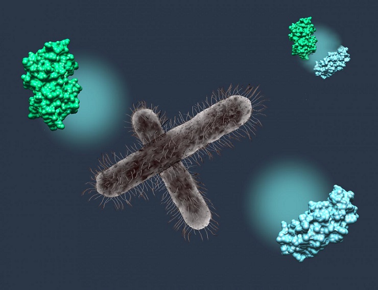 The pathogenic bacteria Shigella (centre) prevents binding of the human proteins UBC13 (green) and TRAF6 (blue) to destroy the immune response of the human host cell.