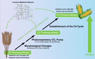 CAPTION Evolution of C4 photosynthesis from its C3 ancestor  CREDIT Blätke / IPK Leibniz Institute