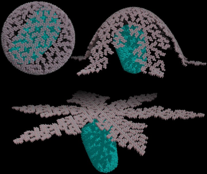 A new study proposes a new structure for the shell of the HIV-1 virus, pictured here. Image credit Marcelo Marcet.  CREDIT Marcelo Marcet