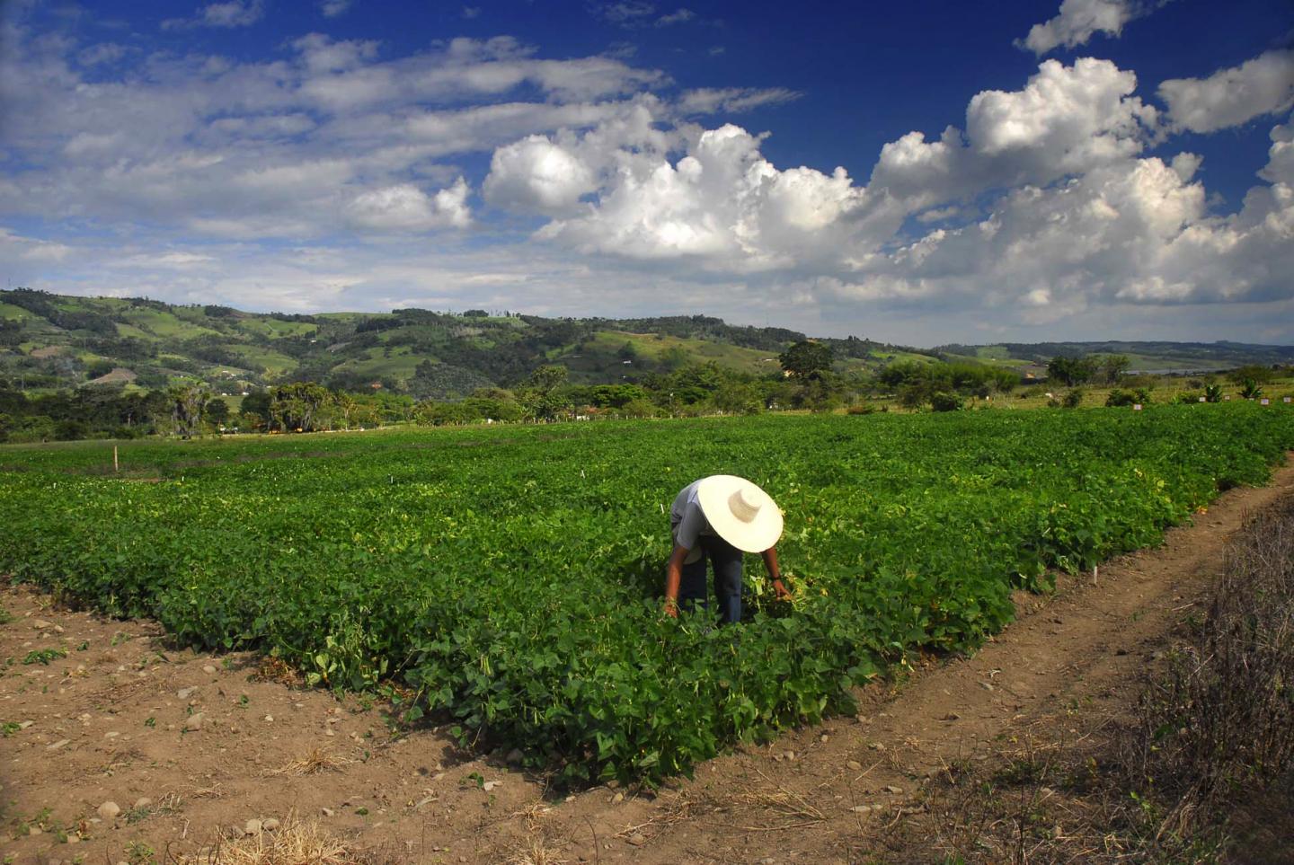 CAPTION A small bean farm in Colombia's Darién region. Future climate scenarios can be modeled at the community scale thanks to a dataset created by the CGIAR research program on Climate Change, Agriculture and Food Security (CCAFS) and the International Center for Tropical Agriculture (CIAT).  CREDIT Neil Palmer / International Center for Tropical Agriculture