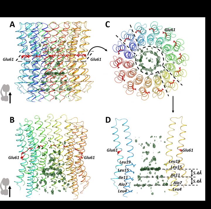 Overall view of the additional elements inside the C ring: side view (A), C ring cross section (B), from above (C), additional element details (D). The protein subunits C are shown as colored spirals.