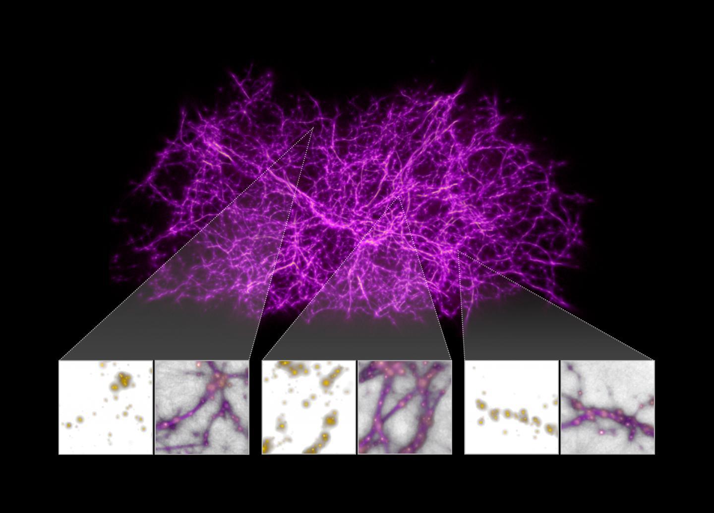 Astronomers have gotten creative in trying to trace the elusive cosmic web, the large-scale backbone of the cosmos. Researchers turned to slime mold, a single-cell organism found on Earth, to help them build a map of the filaments in the local universe (within 500 million light-years from Earth) and find the gas within them. The researchers designed a computer algorithm inspired by the organism's behavior and applied it to data containing the positions of 37,000 galaxies (