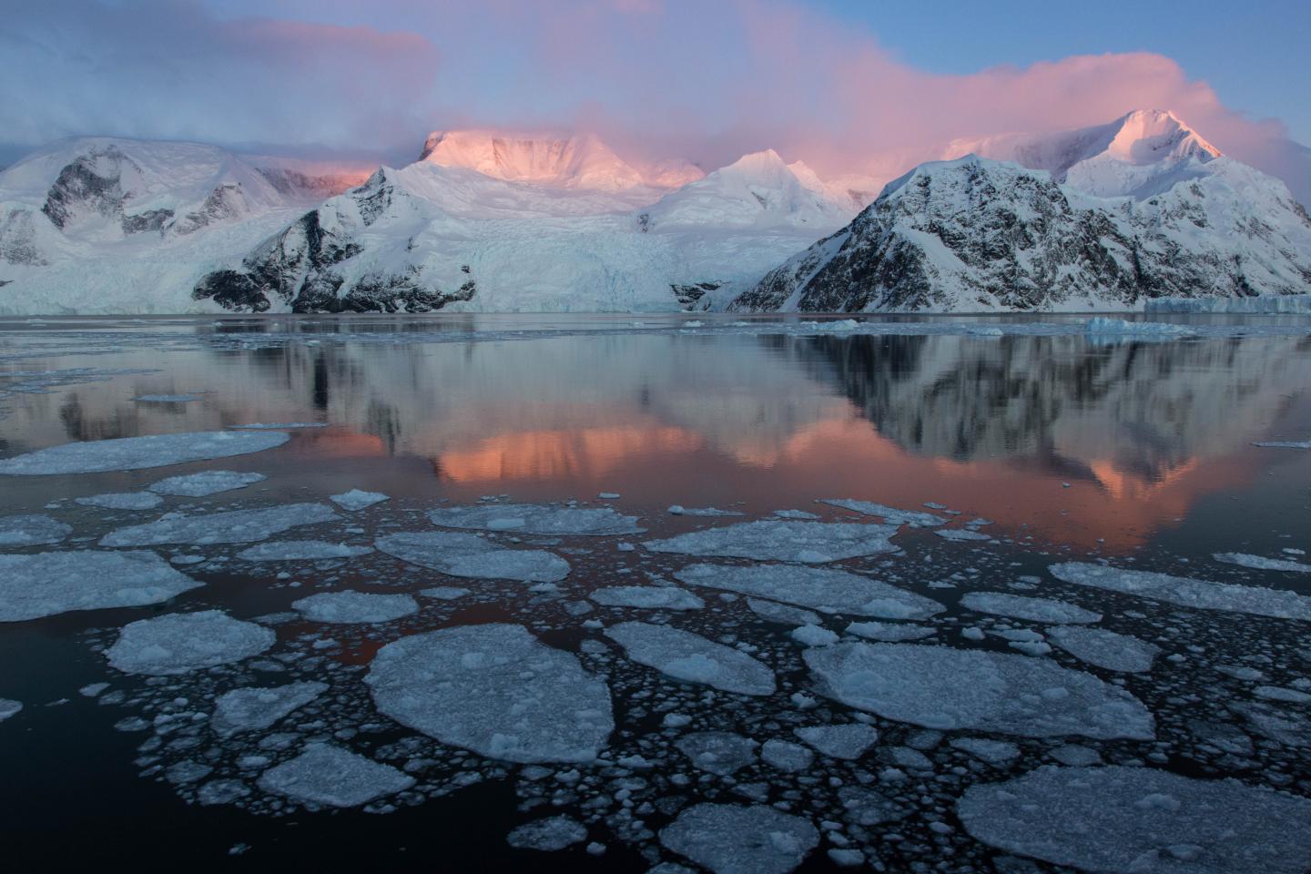 CAPTION Pancake ice in Andvord Bay, Antarctica  CREDIT Maria Stenzel