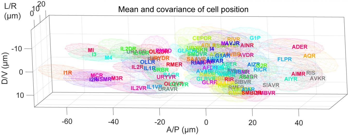 CAPTION Nerve cells are shaped like young plants: big round seeds (cell bodies) surrounded by a nest of frizzy roots in one direction (dendrites) and a single long stem stretching out in the other direction (axon). This image shows variations in the location of some neuron cell bodies between different animals as ellipses. Each neuron is randomly colored. Neurons are arranged top-to-bottom and left-to-right in the graph as they are located nose-to-tail (anterior-posterior) and back-to-belly (dorsal-ventral) in a worm.  CREDIT CC BY-ND 4.0 Toyoshima et al., 2020, DOI: 10.1186/s12915-020-0745-2