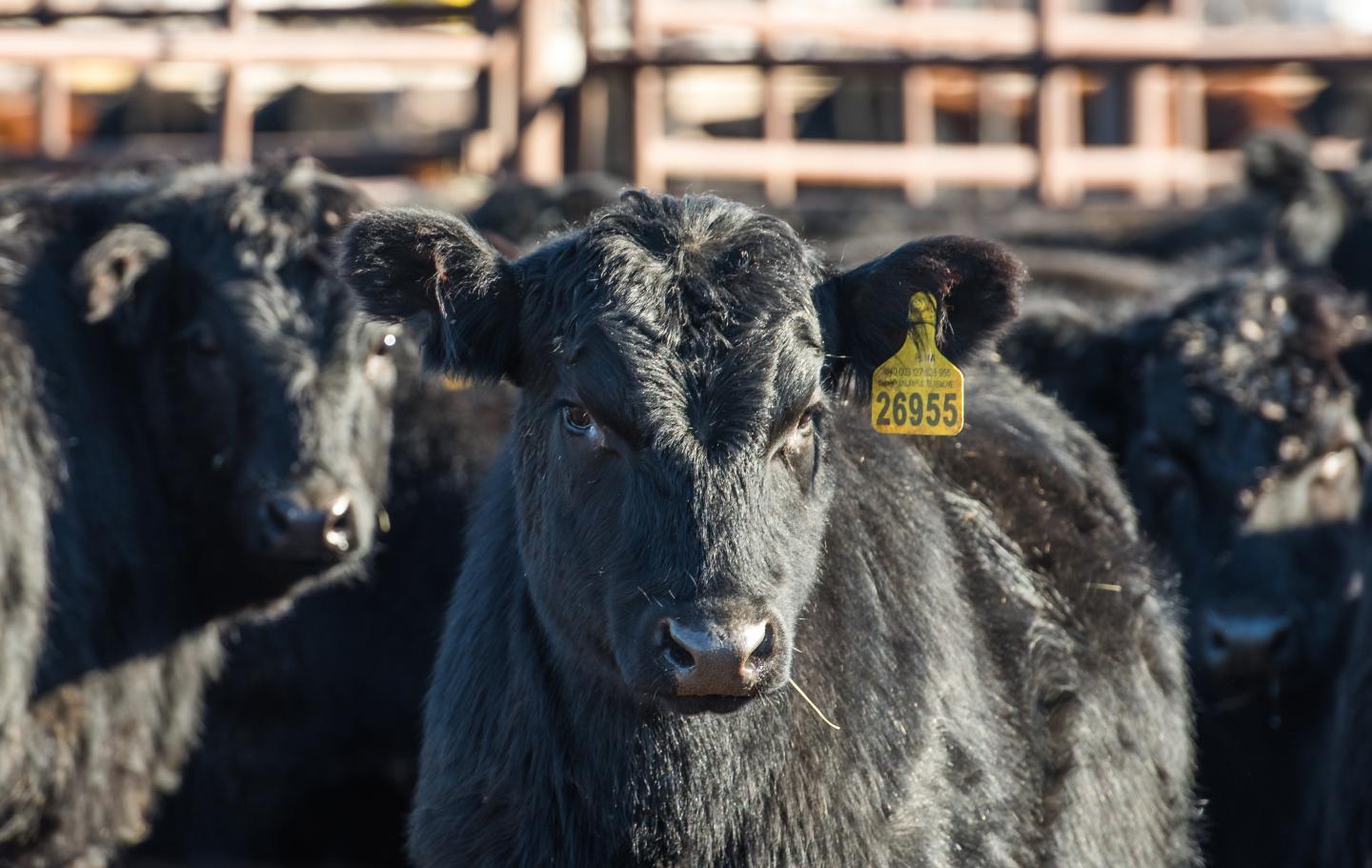 The beef supply chain and transportation industries are interdependent critical infrastructures and need safeguarding according to a supercomputer simulation model developed by Kansas State University researchers.