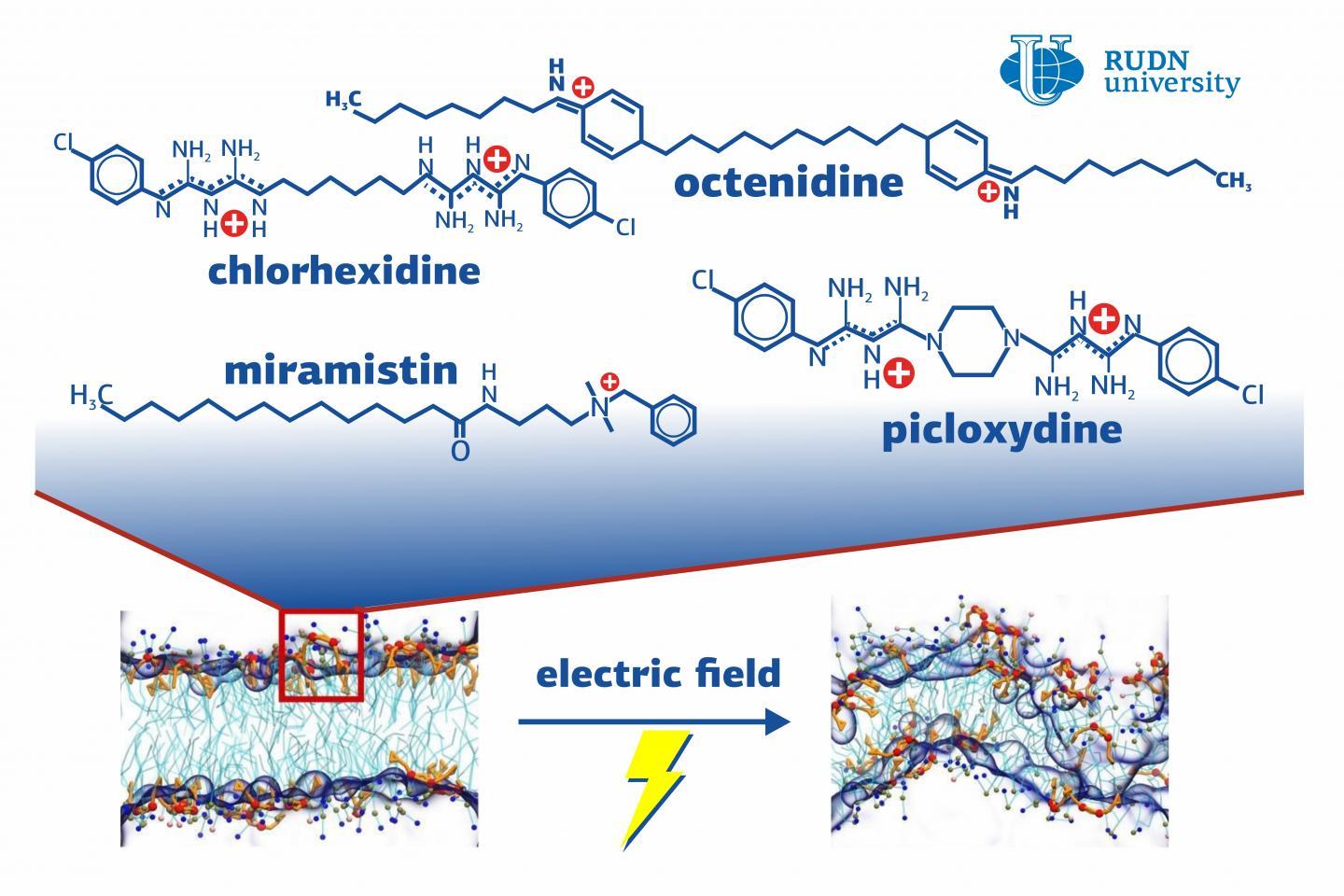 A team of biophysics from leading Russian research and educational institutions (MSU, RUDN University, and the Federal Research and Clinical Center of the Federal Medical-Biological Agency of Russia) developed a computer model that shows the effect of antiseptics on bacterial membranes. The common concepts regarding the mode of action of antiseptics turned out to be incorrect: instead of destroying bacterial membranes, they cause changes in their structure. These changes make the bacteria weaker and more susceptible to adverse external factors.