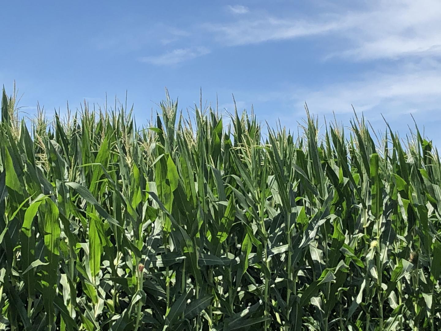 CAPTION Seed banks across the globe store and preserve the genetic diversity of millions of varieties of crops, including corn. Iowa State University researchers are developing ways to predict the traits of corn varieties based on their genomes  CREDIT Jianming Yu