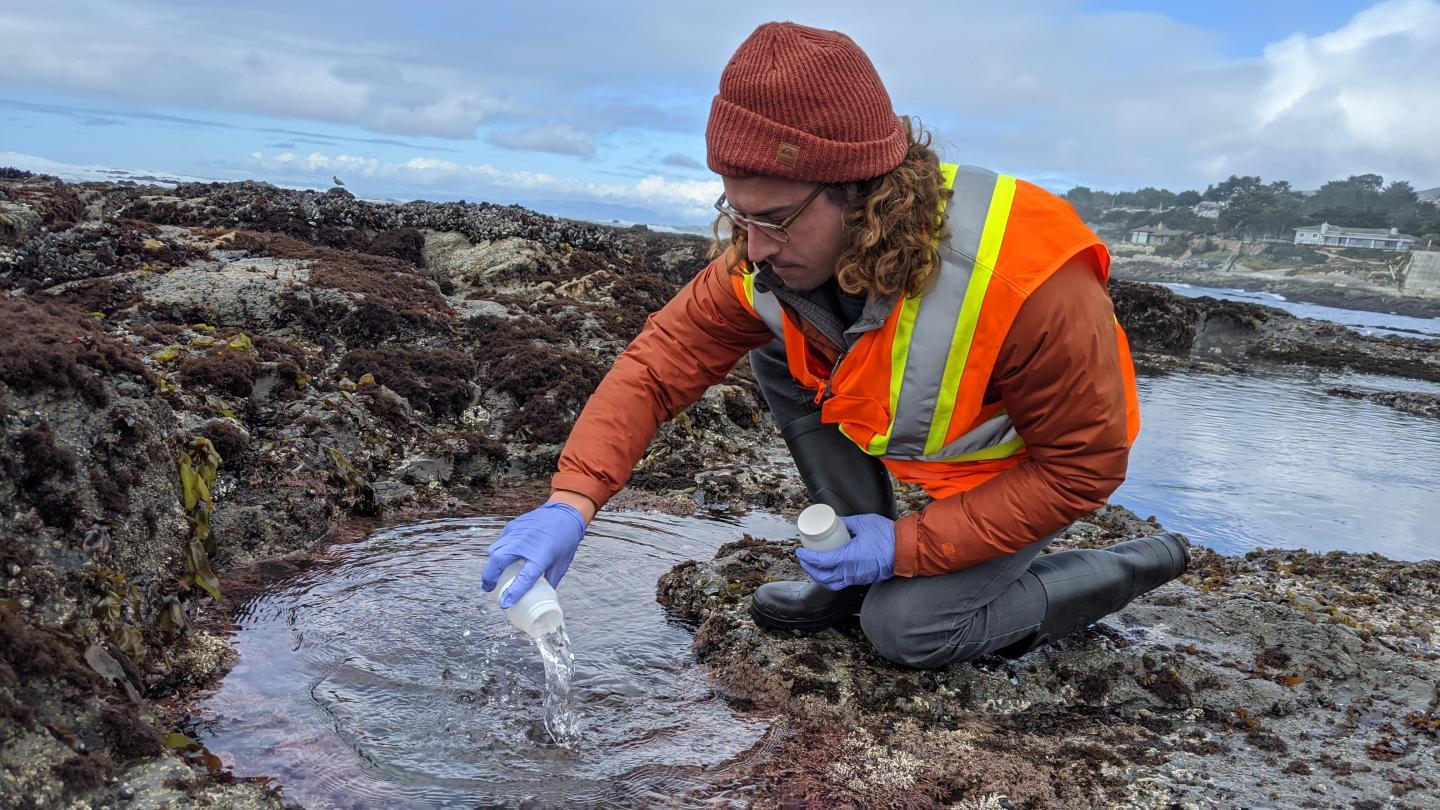 Stanford researcher Ryan Searcy collects water samples from a tide pool at the Fitzgerald Marine Reserve, in Moss Beach, California.  CREDIT Meghan Shea