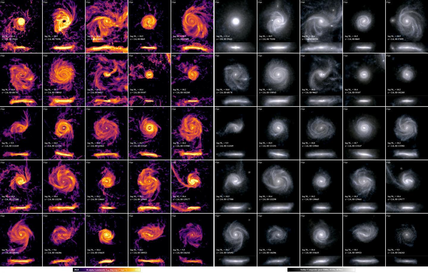 An ensemble of twenty-five disk galaxies. The view on the left shows light emitted in the H-alpha line from interstellar gas as a result of ongoing star-formation, while the panels on the right shows the optical light emitted by a mix of young (bluer) and old (redder) stars. Each galaxy can be seen rotated edge-on below its face-on view.  CREDIT TNG Collaboration