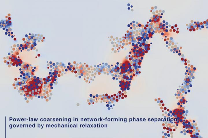 Researchers at The University of Tokyo discover a new law about how the complex network of phase-separated structures grows with time, which may lead to more efficient batteries and industrial catalysts