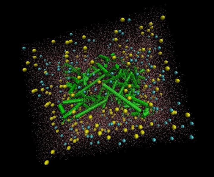 Albumin protein molecule in the water environment.