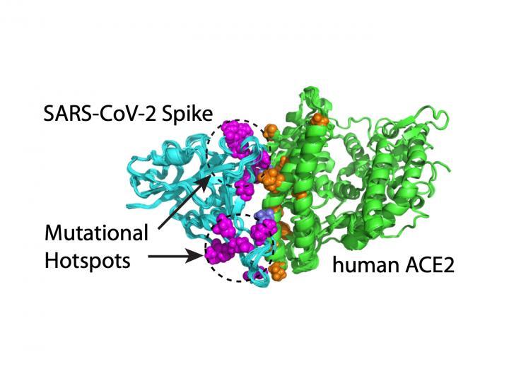 Computational modeling shows that mutations on SARS-CoV-2's spike protein that enhance the virus' ability to bind to the ACE2 receptor occur in two clusters or mutation "hotspots."  CREDIT Image courtesy of Hin Hark Gan and Kristin Gunsalus, NYU's Department of Biology