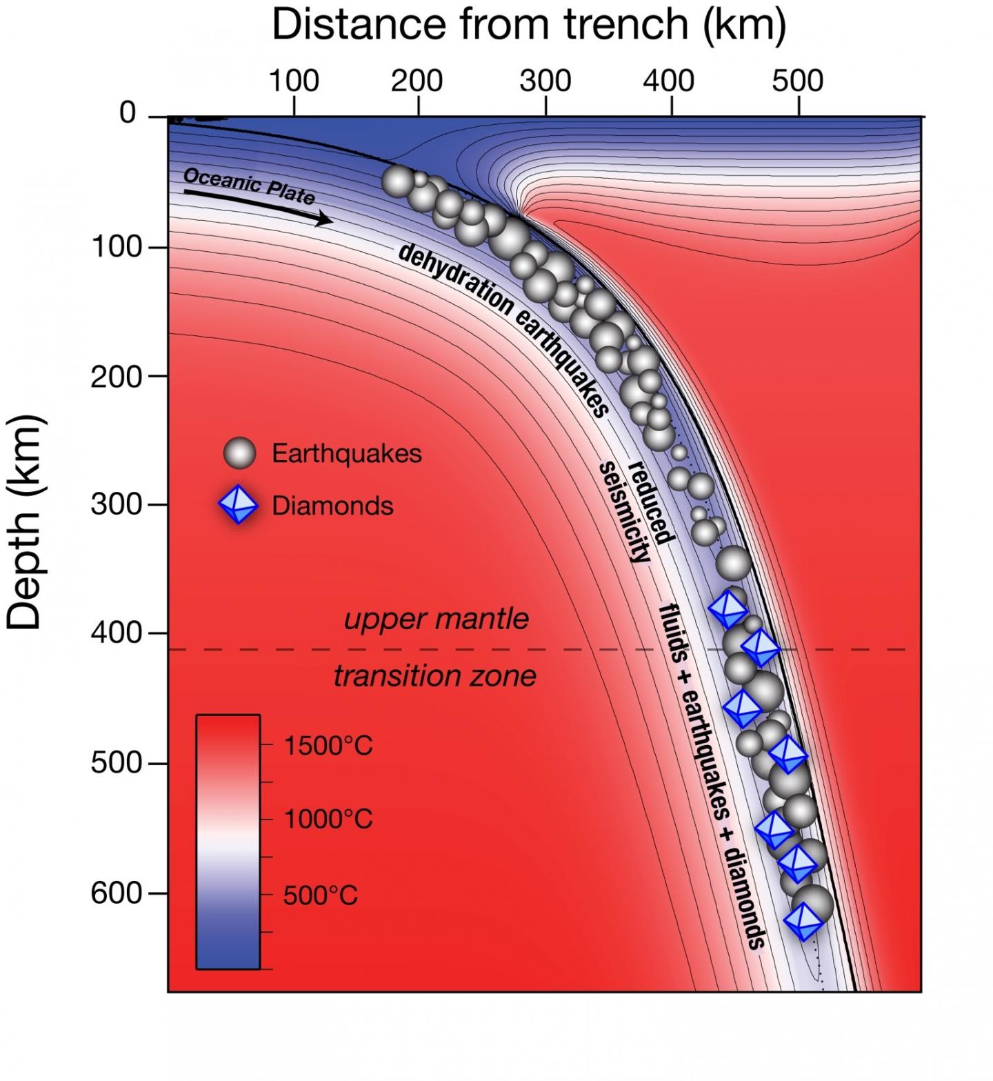 Some of Earth's largest earthquakes occur at tremendous depths (500-700 km) beneath the surface, always within or near oceanic plates that have sunk back into the Earth's interior. The cause of these events has been an enduring question in geology and geophysics for more than 40 years. In a new paper, a team of Carnegie and University of Alberta geoscientists provide several lines of evidence that fluids contribute to the genesis of deep earthquakes. New thermal modeling shows that carbonated crust and hydrated mantle in cold slabs can transport these fluids down to where deep earthquakes occur. Evidence from diamonds provides mineralogical proof of these mobile fluids in the mantle transition zone (440 - 670 km depth). This figure shows a sample thermal model of a subduction zone, with the relatively cold (blue) oceanic plate sinking into the comparatively hot (red) mantle. Three regions of earthquakes (grey spheres) visible in the oceanic plate: "intermediate-depth" dehydration-related earthquakes occurring between ~70 and ~250 km, a region of reduced seismicity between ~250 and ~350 km, and the region of "deep" seismicity below 350 km that extends to ~700 km. Superdeep diamonds (blue octahedra) are known to crystallize from fluids released in this deep region as the oceanic plate warms by the heat from the surrounding mantle.  CREDIT Illustration by Steven Shirey, Peter van Keken, Lara Wagner, and Michael Walter/Carnegie Institution for Science