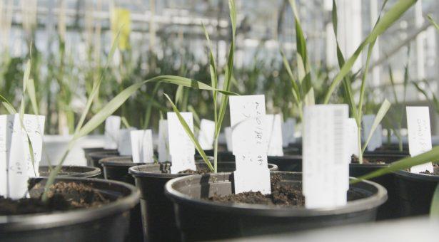 Wheat Atlas - Investment call for genomic tools  CREDIT John Innes Centre