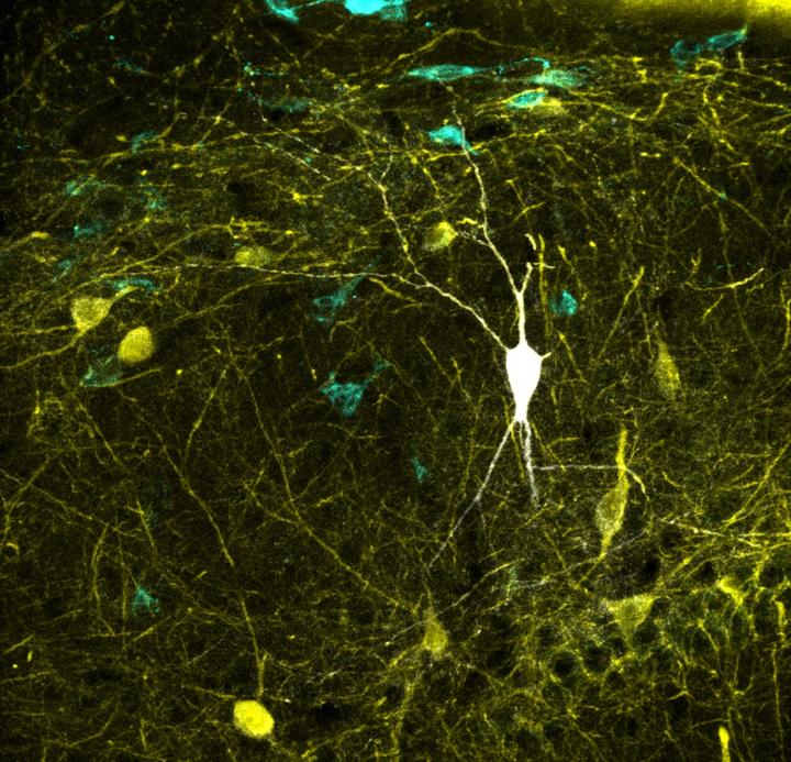 Inhibitory neuron (white) recorded and labeled in vivo, together with other inhibitory cell types (blue and yellow)  CREDIT Elena Cid. Instituto Cajal (CSIC)