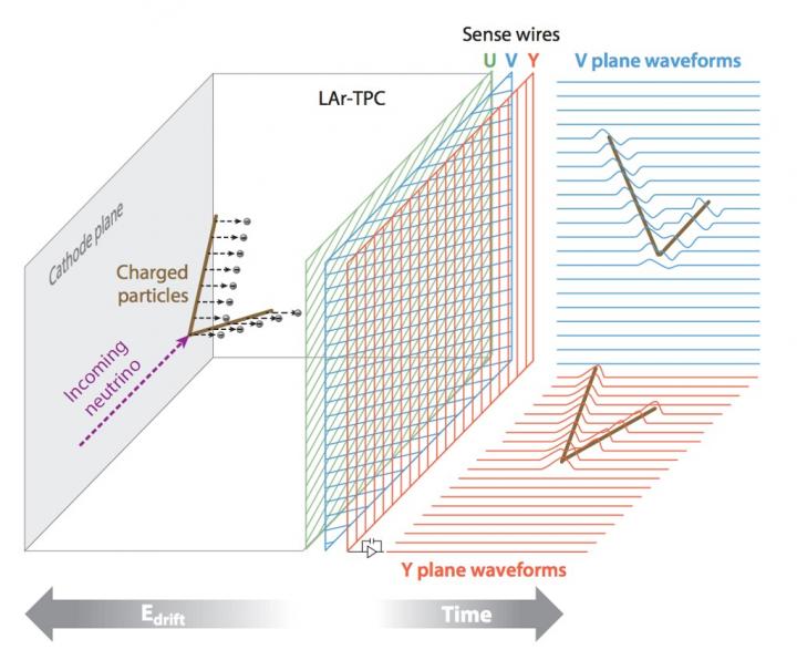 How the MicroBooNE detector works: The neutrino interaction creates charged particles and generates a flash of light. The charged particles ionize the argon atoms and create free electrons. The electrons drift toward the three wire planes under an external electric field and induce signals on the wires. The wires effectively record three images of the particle activities from different angles. The light flashes (photons) are detected by photomultiplier tubes behind the wire planes, which tells when the interaction happens. Scientists use the images from the three planes of wires and the timing of the interaction to reconstruct the tracks created by the neutrino interaction and where it occurred in the detector.