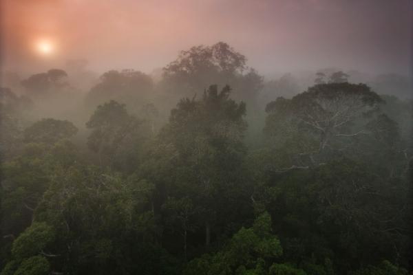 Direct impact of rising levels of carbon dioxide over the Amazon rainforest would be a reduction in rainfall equivalent to or even greater than the impact of complete substitution of the forest by pasture  CREDIT João Marcos Rosa/AmazonFACE