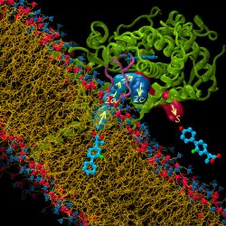 A model of the full-length, membrane-bound human cytochrome P450 2C9, an enzyme essential for drug metabolism in the human liver, derived using an approach that combines coarse-grained and atomic-resolution molecular simulations. This picture was on the frontpage of the Public Library of Science (PLoS) Computational Biology journal, issue 7(8).(Image: Vlad Cojocaru /HITS)