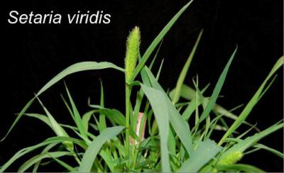 This is Setaria viridis-a model genetic system for bioenergy grasses.  Credit: Donald Danforth Plant Science Center