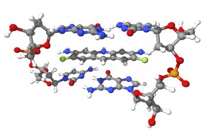 This shows the binding of difloro-proflavine to a segment of DNA.