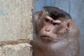 Researchers studied fighting among captive pigtailed macaques for clues about behavior and group conflict. (Photo: A. J. Haverman)