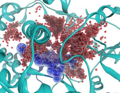 ORNL researchers used simulation to reveal how water molecules (seen in red) move in and out of the active site (seen in blue) of a P450 enzyme. This class of enzymes is responsible for detoxifying a large fraction of drugs taken by humans.  Credit: Jerome Baudry UT/ORNL